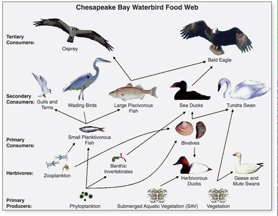 The Food Chain
