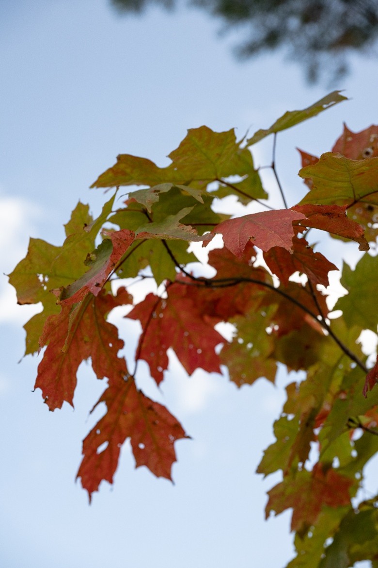 Fall Colors Arrive in Lake Placid