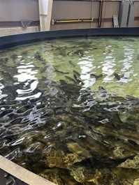  ADK Science Visits Fish Hatchery